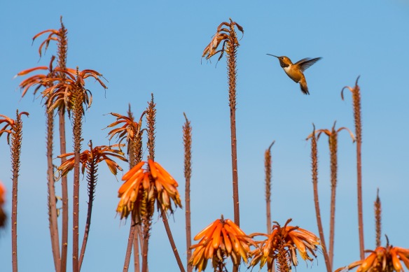 Allen’s Hummingbird at Playa Vista Central Park